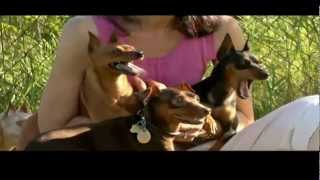 DOGS 101 Miniature Pinscher [upl. by Haceber]