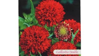 GAILLARDIA DOUBLE SEED PACKET [upl. by Ronyar]