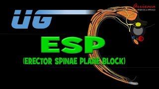 The ESP erector spinae plane Block  Our Current Understanding [upl. by Olnee]