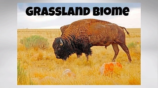 The Grassland Biome [upl. by Dnalram]