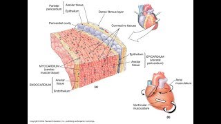 Cardiovascular System and The heart Wall function and structure  MADE EASY [upl. by Orhtej7]