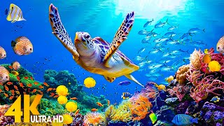 NEW 4HRS Stunning 4K Underwater Wonders  Relaxing Music  Coral Reefs Fish amp Colorful Sea Life [upl. by Karna]