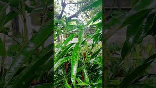 🥭 See Comment  Growing a quotGraftedquot Mango Tree offers Numerous Advantages over Planting from Seeds [upl. by Alessandra]