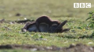 Stoat kills rabbit ten times its size  Life  BBC [upl. by Eitteb]