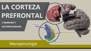 Comportamientos Controlados por la Corteza Prefrontal  Psicología y el cerebro [upl. by Beaner]