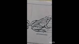 Frog art viral videos shorts [upl. by Ermey]