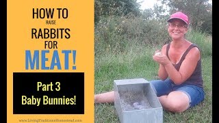 How To Raise Rabbits for Meat Part 3 Caring for Baby Bunnies [upl. by Thistle89]