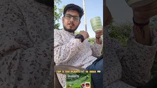 Top 5 Tea plants shorts ytshorts tea chai top5 top10 toptrending [upl. by Ahsinyt]