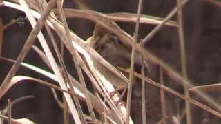 CISTICOLE des Joncs  Cisticola juncidis  En Hiver  BRUITX [upl. by Rosena]