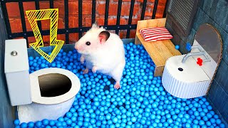 🐹 Hamster Escapes the Creative Maze for Pets in real life 🐹 in Hamster Stories [upl. by Gillman]