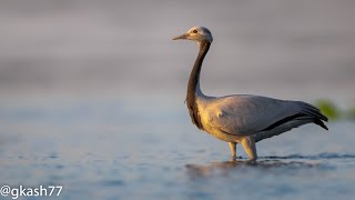 Rare Demoiselle Crane at Chandu Wetland  A Migratory Marvel in Gurugram [upl. by Tnarb]