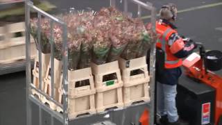 FloraHolland Aalsmeer Flower Auction  Starring Bri [upl. by Tish]