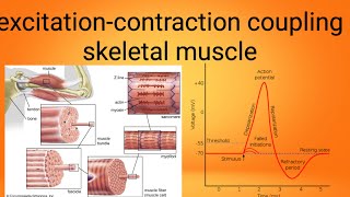 mucle excitation contraction couplingphysiology lecture 7 [upl. by Notsur]