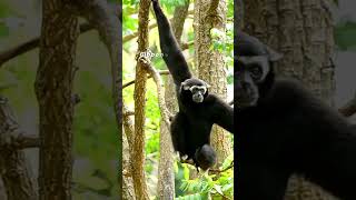 Gibbons 🙉 The Gymnasts that is Famous for its Acrobatic Intelligence 🐒Are Gibbons Dangerous [upl. by Ivey507]