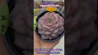 다육이 호박 💕구름다육 01075724956 Korean succulent plants 다육식물 다육이들 [upl. by Tsiuqram]