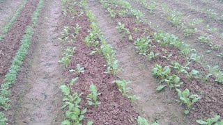 Mini kitchen Garden in a village Organic Sabzi Field in a village [upl. by Eiramalegna]