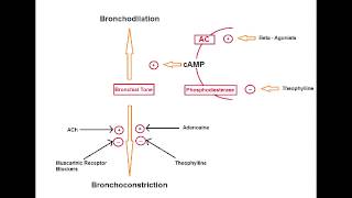 Asthma Drugs  Muscarinic Antagonists Ipratropium [upl. by Minoru195]