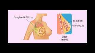 Fisiopatología del Cáncer de mama [upl. by Aelanej918]