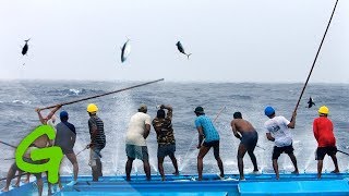 Catching tuna Maldivian style  Greenpeace [upl. by Coppinger]