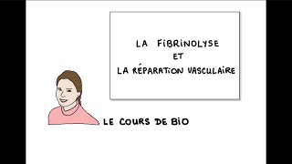 Hémostase  fibrinolyse et réparation vasculaire [upl. by Otis]