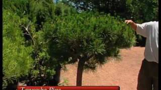 How To Choose The Right Evergreen Tree For Your Landscape [upl. by Cone]