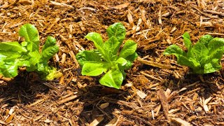 How to Regrow Romaine Lettuce from Scraps Vegetable Gardening 101 CiCi Li  Asian Home Cooking [upl. by Llemej]