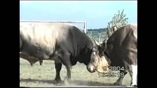 Bullfighting KORIDA NAJBOLJE BORBE 2004 PART 1 [upl. by Tilney116]