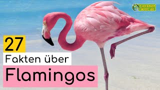 27 SteckbriefFakten über Flamingos  DokuWissen über Tiere  für Kinder [upl. by Mckale]