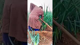 The process of digging Ripe green onions [upl. by Lilia]