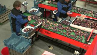 quotPerfectquot electronic cup sorting machine UniCup sorting plums [upl. by Reinhardt]