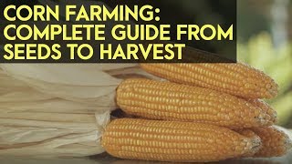 Corn Farming in the Philippines  Complete Guide from Seeds to Harvest [upl. by Eihtak]