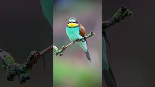 Why You NEED a Canon EOS R7 for Bird Photography shorts birds viral [upl. by Astraea154]