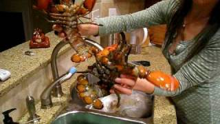 Preparing Lobster for Dinner or How to tell the Sex of a Lobster [upl. by Yenmor]