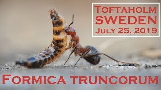 🐜 Formica truncorum  Toftaholm Sweden [upl. by Carleton]