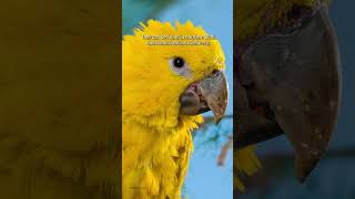 Species of interest  The golden conure [upl. by Marten]