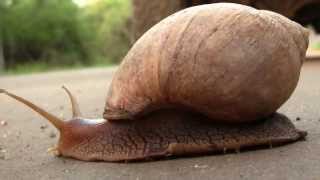 Snail Locomotion SAfrica Ползет улитка ЮАР 2199sp [upl. by Eninnaej135]