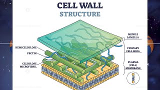 Plants cell wall structure composition function Cellulose Hemicellulose Lignin [upl. by Ilahsiav]