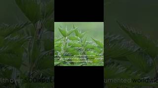 What Are the Health Benefits of Stinging Nettle [upl. by Etnaihc]