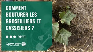 TUTO Comment bouturer les groseilliers et cassissiers  – Jardinerie Gamm vert [upl. by Natalina]