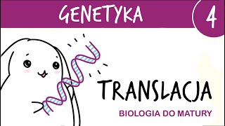 Genetyka 4  Translacja  drugi etap ekspresji genu  matura z biologii rozszerzona liceum [upl. by Ynatterb]