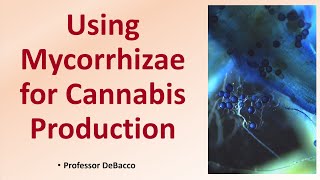 Using Mycorrhizae for Cannabis Production [upl. by Anaed216]