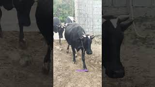 Fresion cow milk fever downer cow syndrome mastitis metritis hypoglycaemia dairycows milkfed cow [upl. by Nosneh256]