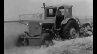 Belarus MTZ5 and Belarus MTZ50 tractors А harvest in Krasnodar Krai 1978 [upl. by Peih]