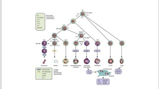 Growth Factors Necessary for Hematopoiesis process [upl. by Nahtannhoj130]