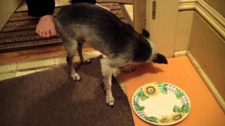 Dogs sudden loss of balance Ataxia or Stroke [upl. by Hpotsirhc]