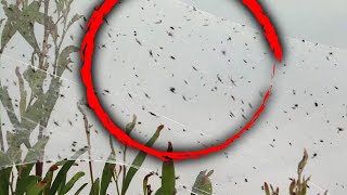 Swarms of Spiders Invade Southern Australia Amid Heavy Rains [upl. by Appilihp295]