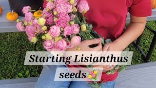 Starting Lisianthus from seed🌸 With seed germination Meandering Meadows seedstarting [upl. by Tessy477]