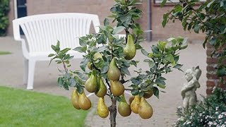 How To Grow Pear In Pots And Grow Bags Nashpati Fruit In Pots Roof Top Gardening [upl. by Campball]