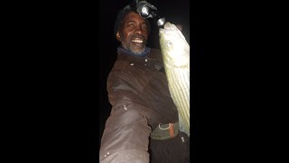 Striped Bass After Work Fishing Trip  Beautiful Fish [upl. by Brenan]