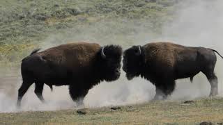 Yellowstone Bull Bison Fight during Rut [upl. by Norej499]